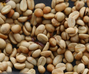 خرید دانه خام قهوه