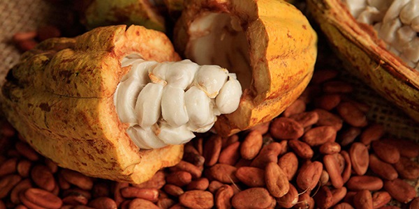 خرید روغن کاکائو